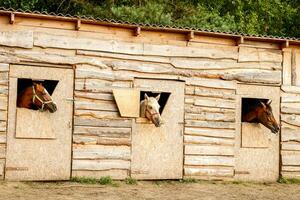 three beautiful horses look out the windows of their stalls photo