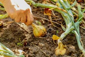 a woman's hand pulls an onion out of the ground from the garden photo