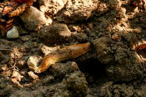 red garden slug crawling on the ground, garden pests photo