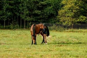 girl on a walk with a beautiful brown horse on a summer evening near the forest photo