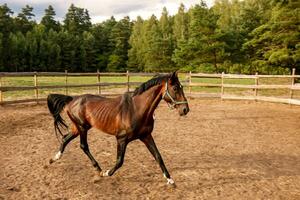 beautiful thoroughbred stallion trotting in a fenced paddock photo