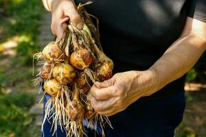 woman holding a freshly picked bunch of onions in her hands photo