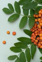 Autumn composition with rowan berries and leaves top view on pastel green background photo