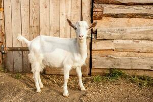 beautiful white goat next to the barn photo