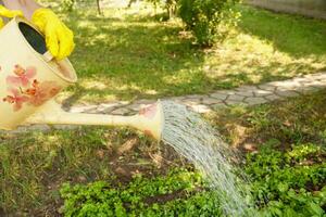 enguantado manos verter verduras desde un riego lata en el jardín foto