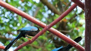 Yucatan jay bird birds in trees tropical jungle nature Mexico. video