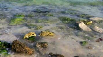 pietre rocce coralli turchese verde blu acqua su spiaggia Messico. video