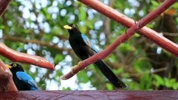 yucatan jay fågel fåglar i träd tropisk djungel natur Mexiko. video