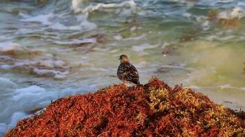 lavandera agachadiza lavandera aves pájaros comiendo sargazo en playa méxico. video