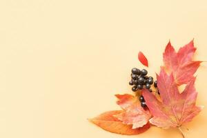 Red Autumn Fall Leafs and black berries on yellow background top view, flat lay with copy space photo