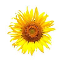 Sunflower isolated on white background. photo