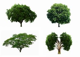 Big four tree sets isolated on white background. photo