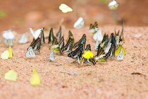 grupo de mariposas común arrendajo comido mineral en arena. foto