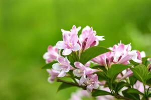 Blossoming of tree flowers in springtime with green leaves. Branch of a tree in the spring season. Spring background photo