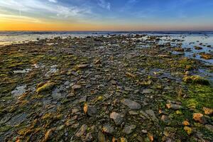 Scenic view of many stones with algae at the seashore. photo