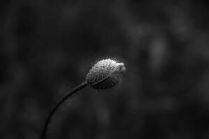 Beautiful bud of poppy in black and white. Art view photo