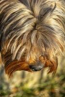 shaggy guilty Yorkshire terrier head. Vertical view photo