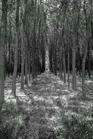 Forest trees like a tunnel in black and white photo