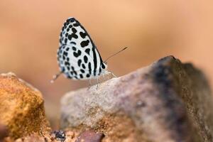 mariposa común cuáquero comido mineral en arena. foto