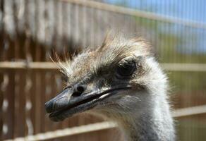 Amazing Profile of an Ostrich with Feathers Sticking Up photo