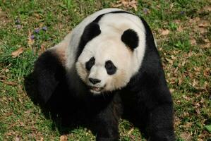 Panda Bear Making Silly Faces While Sitting on his Haunches photo