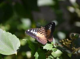 Brown Clipper Butterfly With His Wings Extended and Open photo
