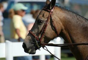 Stunning Tacked Dark Bay Horse with Braids photo