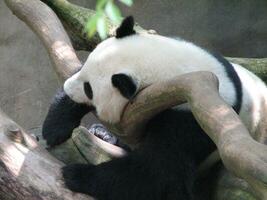 Giant Panda Bear Resting on a Fallen Tree photo