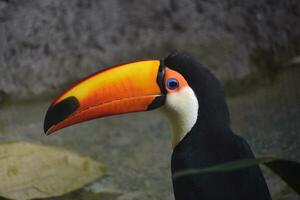 Beautiful toucan bird with bright blue eyes photo