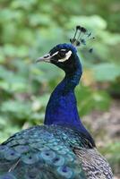 Scenic Image of a Beautiful Blue Peacock photo