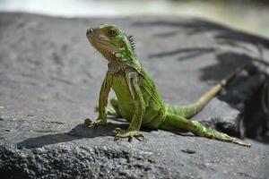 verde iguana emprendedor arriba en su frente piernas foto