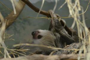 Face of a Sloth Climbing Through the Trees photo