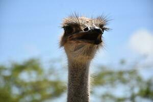 Amazing Look Into the Face of an Ostrich photo