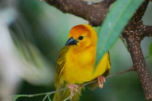 arriba cerca con un americano amarillo curruca pájaro foto