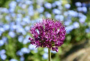 fantástico arriba cerca Mira a un floración allium planta foto