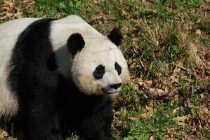 Amazing Wild Giant Panda Bear in a Grass Field photo