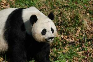 Amazing Wild Giant Panda Bear in a Grass Field photo