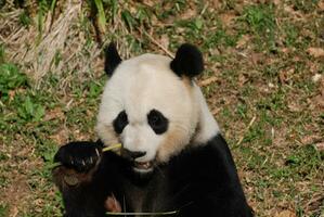 De Verdad genial panda oso masticando en un puñado de bambú foto