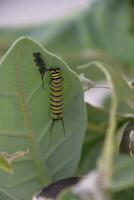 Monarch Caterpillar on the Underside of a Leaf photo