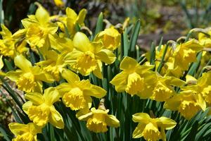 Yellow Daffodil Bulb Garden Flowering and Blooming photo