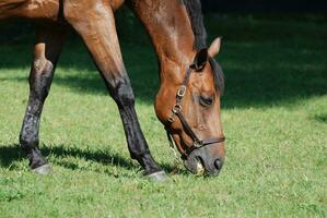 Stunning Bay Horse in a Large Field photo