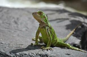 fantástico cerca arriba Mira a un verde iguana foto