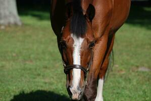 Getting Up Close and Personal with a Horse photo