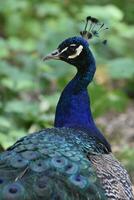 Captivating Blue Wild Peacock Off in Nature photo