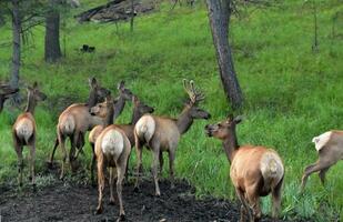 Herd of Elk Ready to Flee into the Woods photo