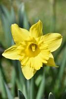 Solitary Yellow Daffodil Blooming and Flowering in Spring photo