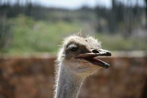 Ostrich With His Beak Slightly Parted and Open photo