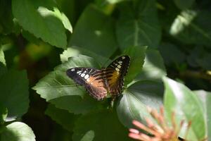 Beautiful Brown Clipper Butterfly Wings Wide Open photo