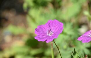 Pretty Flowering Cranesbill Geranium Blooming and Flowering photo