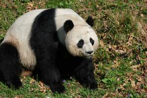 grande negro y blanco gigante panda oso sentado foto